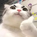 kel's cat