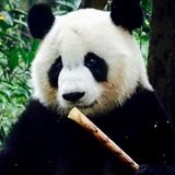 白袍小道士