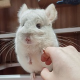 崽崽_hyuk