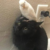 乌猫白凤丸