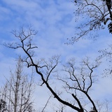 阿涅丝