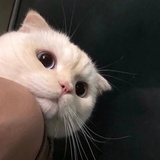 未末
