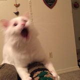 闻音