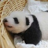 蓬莱小螃蟹