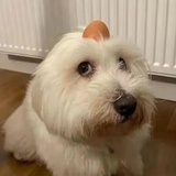 堇色微凉
