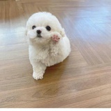 清歌