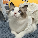 鱼鱼鱼鱼粉