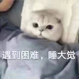 只是一只小猫咪