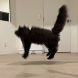 Hakos