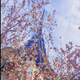 叶鹤城
