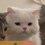 怎么这样子