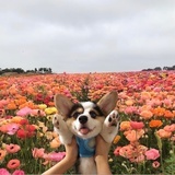 已注销