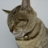 猫中百岁山