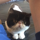 小蜜蜂
