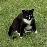 猫咪猫咪哄