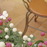 蓝莓山药糕