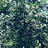 冥王星