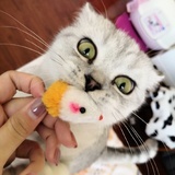 黑煤球儿