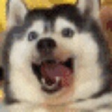 鹿銀銀