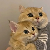 Noodles