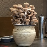 红枣桂圆配枸杞