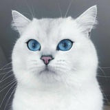 壬午