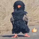 草尼