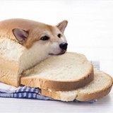 面包犬