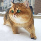 西瓜葡萄冰