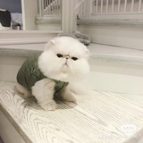 呼噜噜