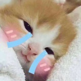 呆毛不呆
