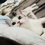 糖果麻的后宫
