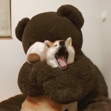 小灿从不昏头