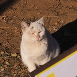 一口一个小猪咪