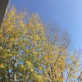 景夕