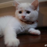 小可爱