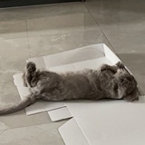 咿呀哟