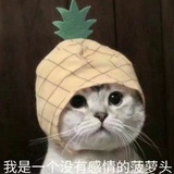 Jane酱
