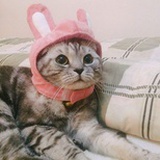 貓嘛嘛