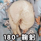 喵喵啊呜