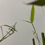 江橘