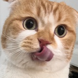 AshlynnMeow