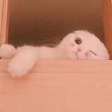 🔆哇咔咔🔅