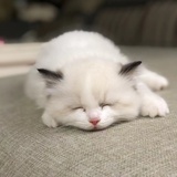 裤裤