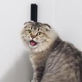糖醋鲤鱼王
