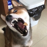 Mr.逗比