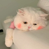 愿如积薪