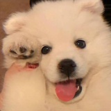 Say大白羊_