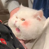 胖子老仙女