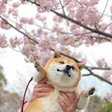 关咏荷